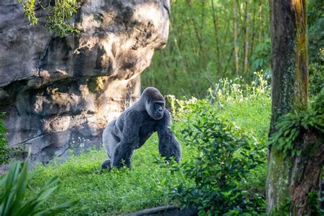 How Disney Helps The Gorillas At Disneys Animal Kingdom Stay Healthy