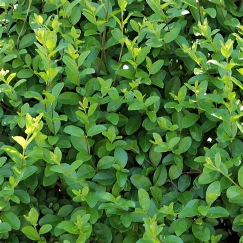 Buy Common Privet Hedging Bare Root Ligustrum Ovalifolium For Uk Delivery