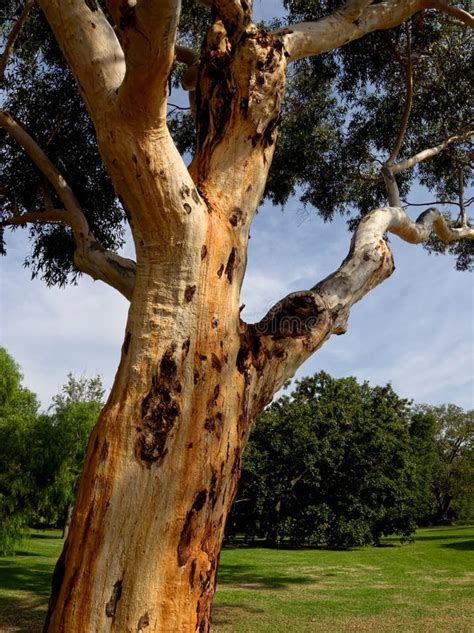 Gum Tree Stock Image Image Of Nature Eucalyptus Macro 30255963