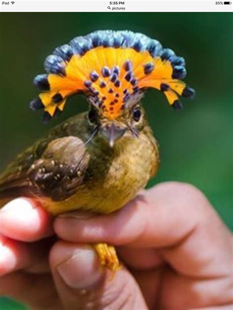 Pin By Flyinz On Cool Amazon Animals Pet Birds Pretty Birds