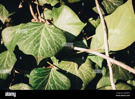Green Ivy Leaves In Spring Stock Photo Alamy