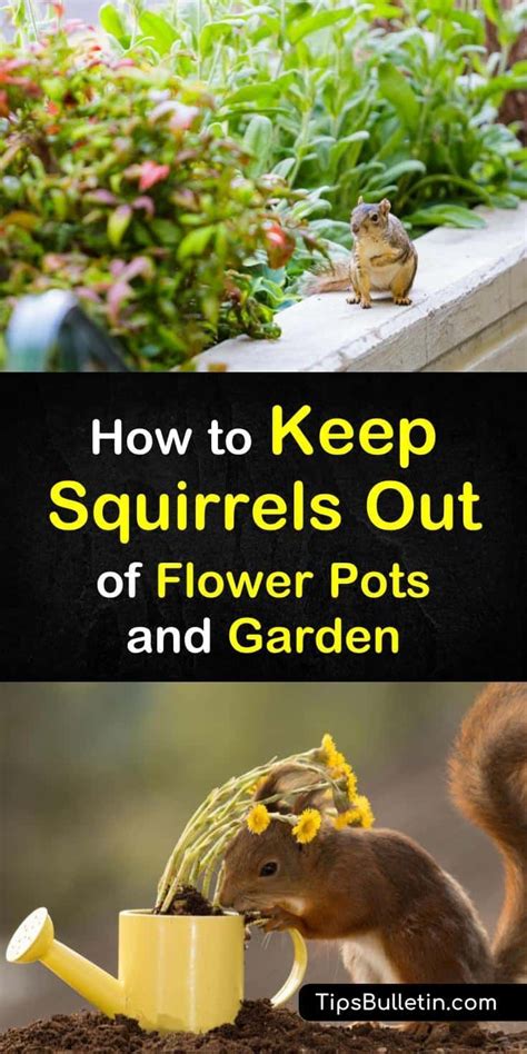They've seen us weep over the death of our goldfish and laugh so hard 4. 10 Smart Ways to Keep Squirrels Out of Flower Pots & the ...
