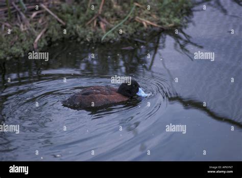 Blue Billed Duck Oxyura Australis Stock Photo Alamy