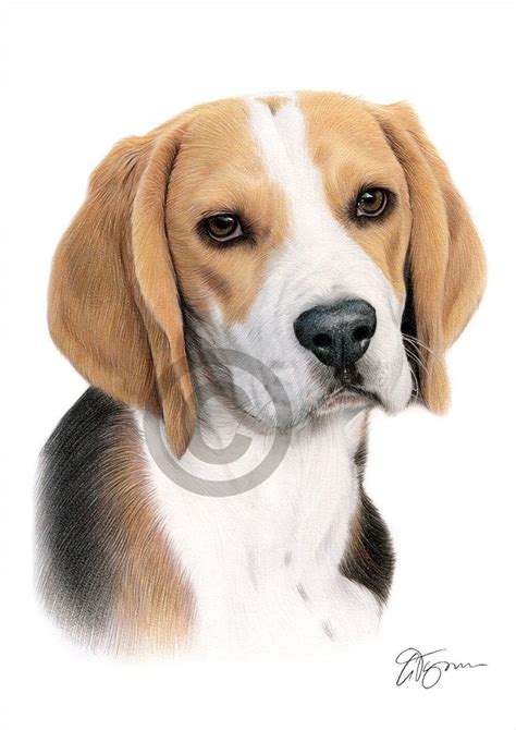 Beagle Color Pencil Drawing Print Animal Art Artwork Signed By Artist
