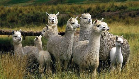Top 6 Differences Between Llamas And Alpacas