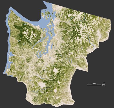 Closeup On Forests Of The Pacific Northwest