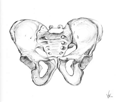 Pelvis Bone By Jpwendell On Deviantart