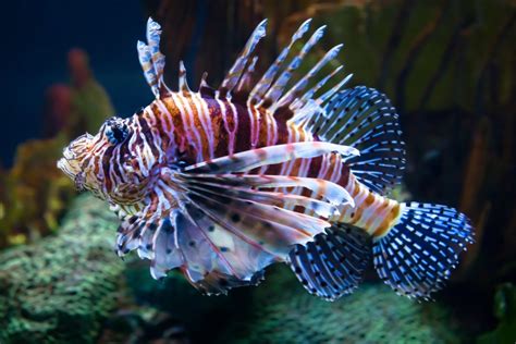 The Lethal Nature Of Lionfish What Makes These Fish So Dangerous In