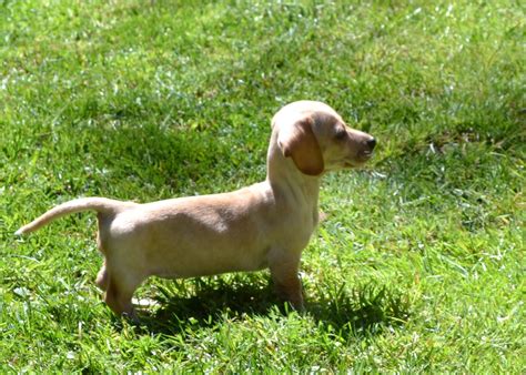 Lacey Our 7 Week Old Miniature Short Haired Dachshund White And Blonde