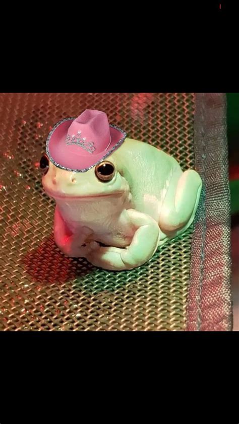 Frog In Cowgirl Hat 😎 Frog Pictures Cute Frogs Pet Frogs