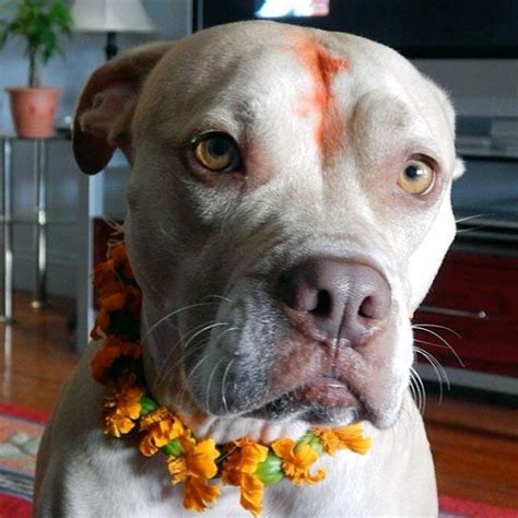Diwali Practices Vary In Nepalese Hinduism Kukur Tihar Is A Day