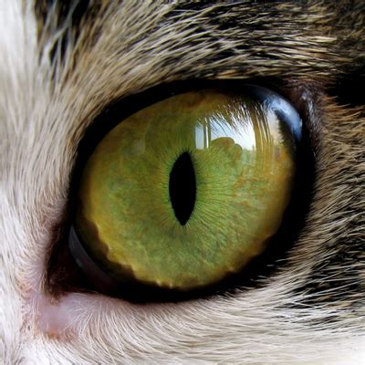 Cats have a transparent third eyelid (nictating membrane) which closes. Ask a Vet: How Do Cats' Third Eyelids Work? - Catster