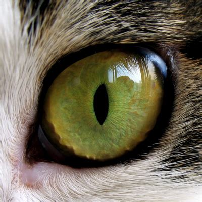 The third eyelid actually plays an important role in keeping rufus's eye surface healthy, while protecting it. Ask a Vet: How Do Cats' Third Eyelids Work? - Catster