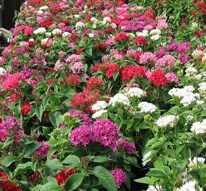 Perennial came into use in the early 17th century, first. Graffiti Mix Pentas | Natorp's Online Plant Store