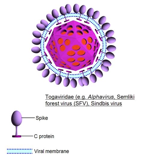 Explore tweets of kumpulan foto mantan @xla_yu on twitter. RNA Viruses