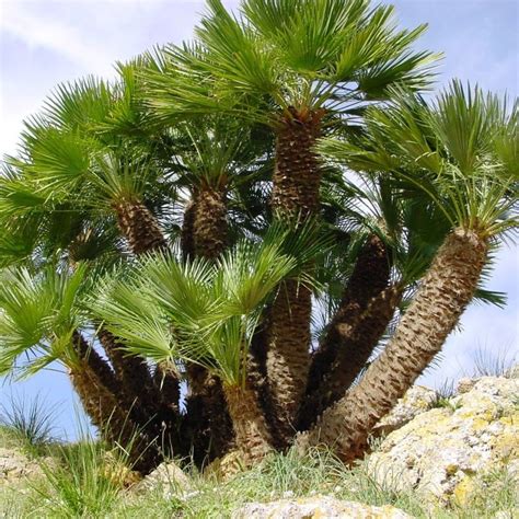 Mediterranean Fan Palm Star Nursery Garden And Rock Centers