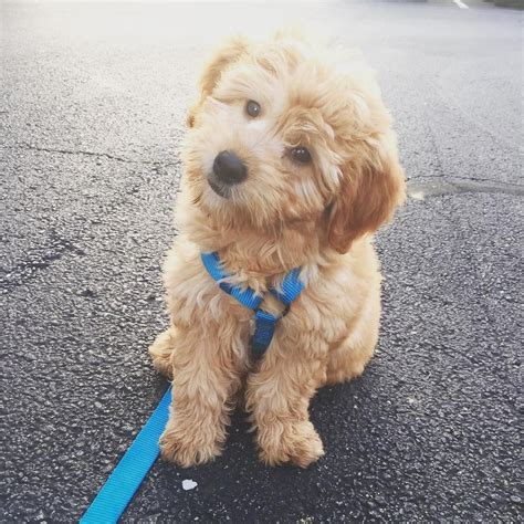 Mini Goldendoodle In 2020 Cute Baby Animals Baby Animals Puppies