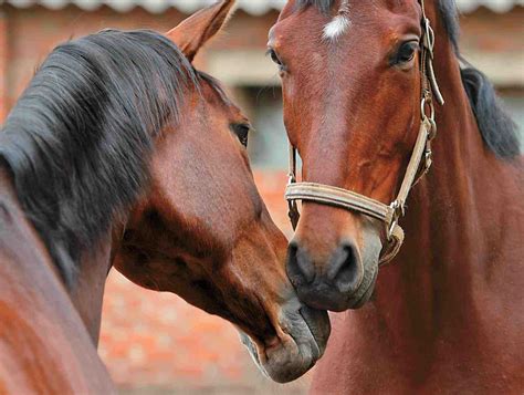 equine influenza  horse