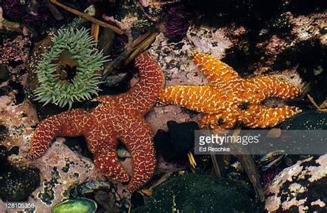 Star Anemone Photos And Premium High Res Pictures Getty Images