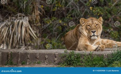 Lions In Captivity In The Madrid Zoo Spain Stock Photo Image Of