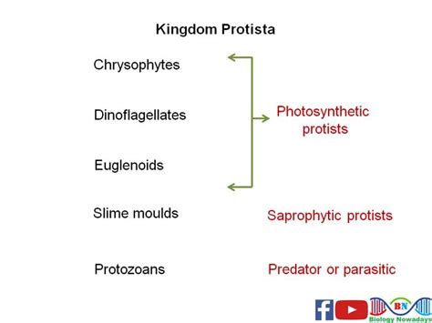 Kingdom Protista Keywords Kingdom Protista Classification Kingdom Protista Examples