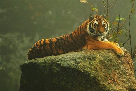 Tiger Lying On Rock Tiger Lying On Rock Anne Marie Kalus Flickr