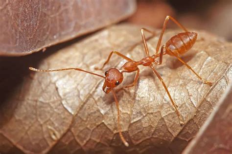 Which Ants Bite Humans Lets Find Out School Of Bugs