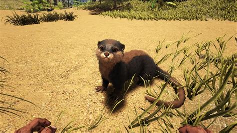 Ark How To Spawn A Otter Ark Survival Evolved Youtube