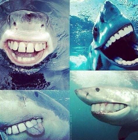 Super Scary Pictures Of Sharks