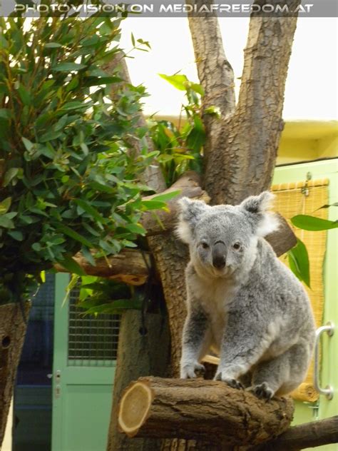 Koala Mit Reichlich Futter Tiergarten Schönbrunn