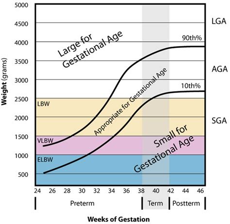 Gestational Age Chart How To Calculate Gestational Age And Corrected Age