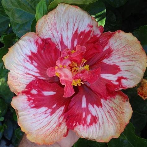 Eventually the spots become visible on the upper side as well. hibiscus black spot disease causes #Hibiscus | Hibiscus ...