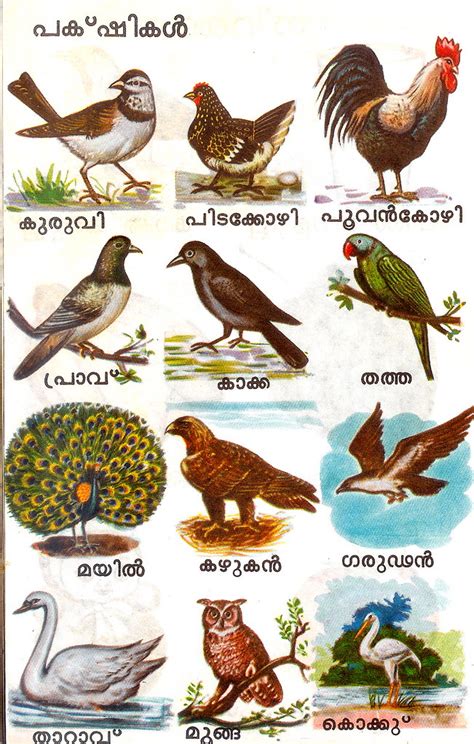 230 of the english bird names out of a total of 9,721 start with the letter c. Bird names (Malayalam) | zawelski | Flickr