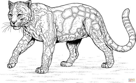 Walking Clouded Leopard Coloring Page Free Printable Coloring Pages