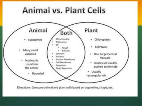 Maybe you would like to learn more about one of these? Animal Cell Mitosis vs. Plant Cell Mitosis: What is The ...