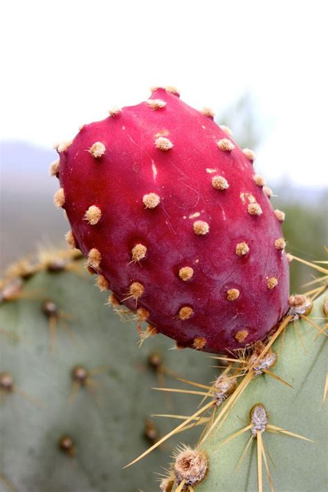 Hummingbirds and bees also visit the flowers for nectar. Cactus You Can Eat in 2020 | Prickly pear, Prickly pear ...