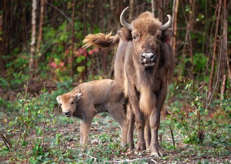 Bison Reintroduction And Conservation Rewilding Britain