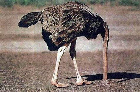 Why Ostriches Hide Their Heads In The Sand All Funny