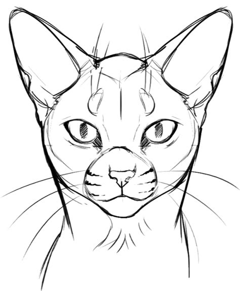 Cat Face Drawing Images At Getdrawings Free Download
