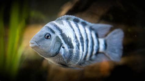 Convict Cichlid Care Setup Diet And Breeding With Pictures