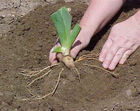 Anyone who has any idea if there are more characters to come after iris ? Iris Basics: Planting and Caring for Your Irises ...