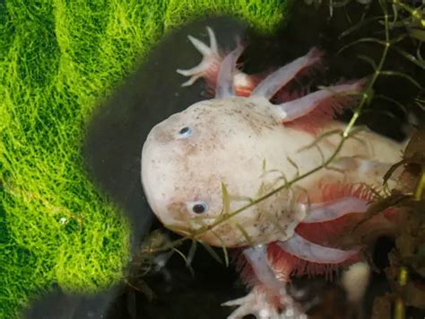 What Can You Feed Axolotls Rankiing Wiki Facts Films Séries