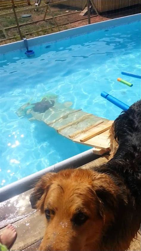Make sure it holds the weight of your fur baby. 40 Awesome dog pool ramps images | Dog pool, Dog pool ramp, Dog ramp