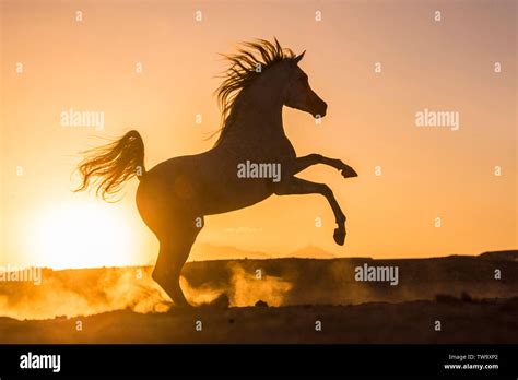 Rearing Horse Sunset Hi Res Stock Photography And Images Alamy