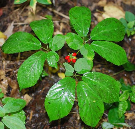Rare Wild American Ginseng Herb Panax Quinquefolius 30 Seeds