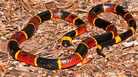 Types Of Venomous Snakes Found In Texas Cbs19tv