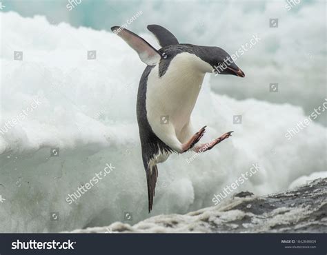 Стоковая фотография 1842848809 Penguin Jumping Iceshelf Brown Bluff