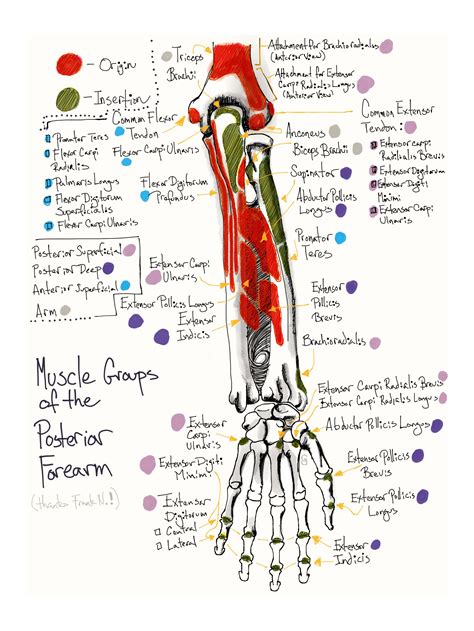 For more anatomy content please follow us and visit our website: Mnemonics For Muscle Of Forearm Forearm Muscle Mnemonics ...