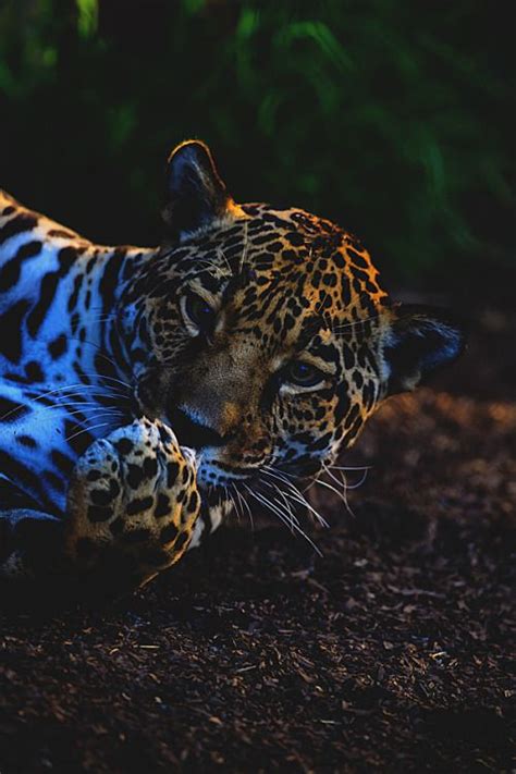 Visualechoess A Jaguar Resting By Patrick Strock Awsome