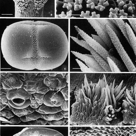 Sem Micrographs Of A Stigma Head B Stigmatic Papillae C Pollen